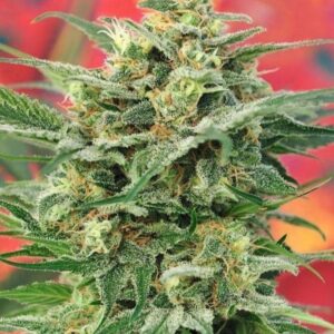 hempnplants 8-Miles-High-Mandala-Seeds