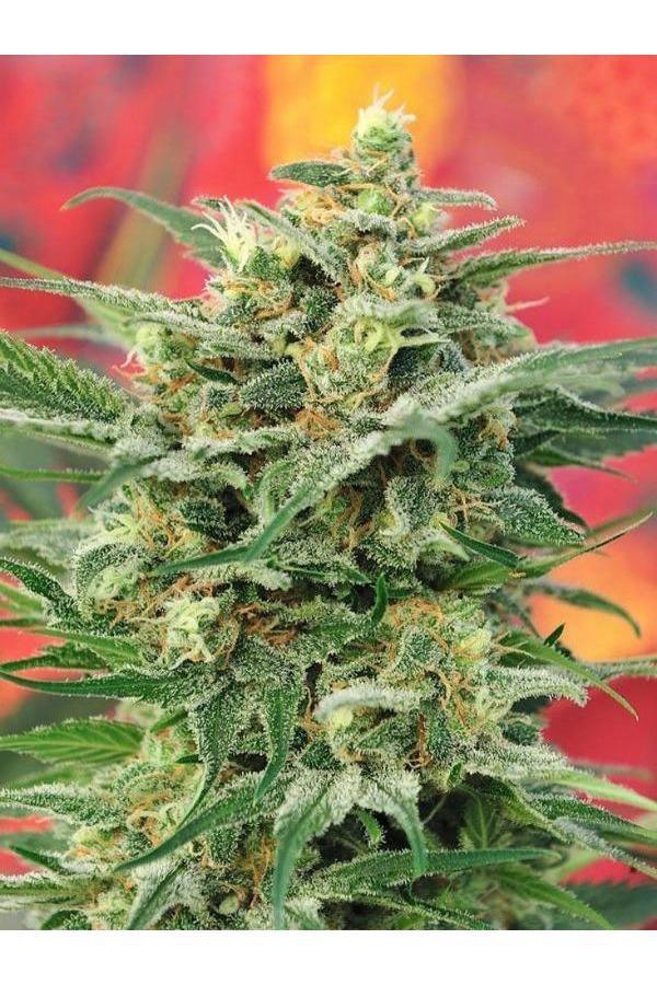 hempnplants 8-Miles-High-Mandala-Seeds