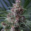 Hempnplants Anhang-Details Mandala-1-2x10-regular-seeds